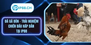 Đá Gà Đòn – Theo Dõi Những Trận Chiến Hấp Dẫn Tại IP88