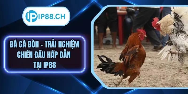 Đá Gà Đòn – Theo Dõi Những Trận Chiến Hấp Dẫn Tại IP88