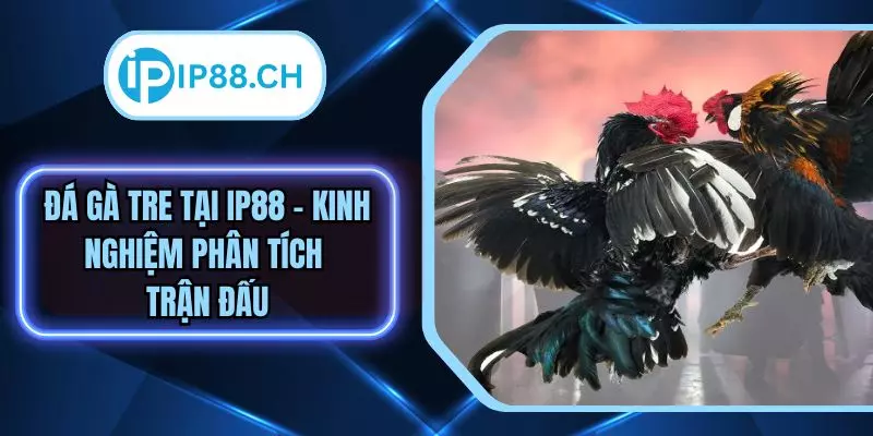 Đá Gà Tre IP88 – Hướng Dẫn Phân Tích Trận Đấu Chi Tiết