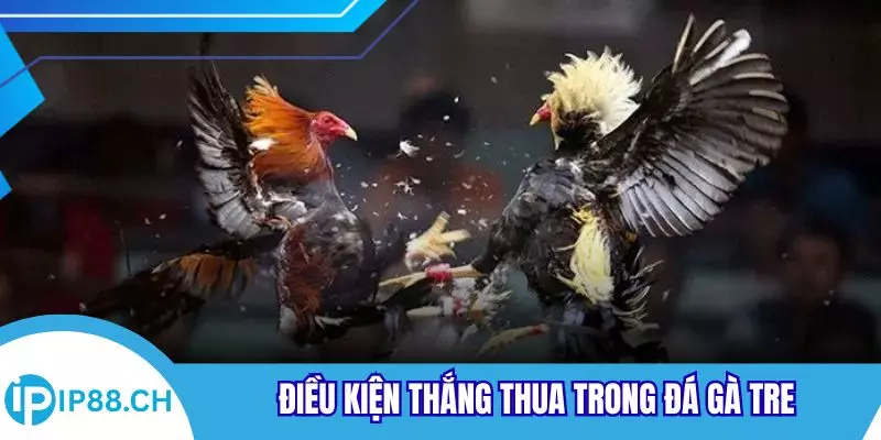 Điều kiện thắng thua trong đá gà tre