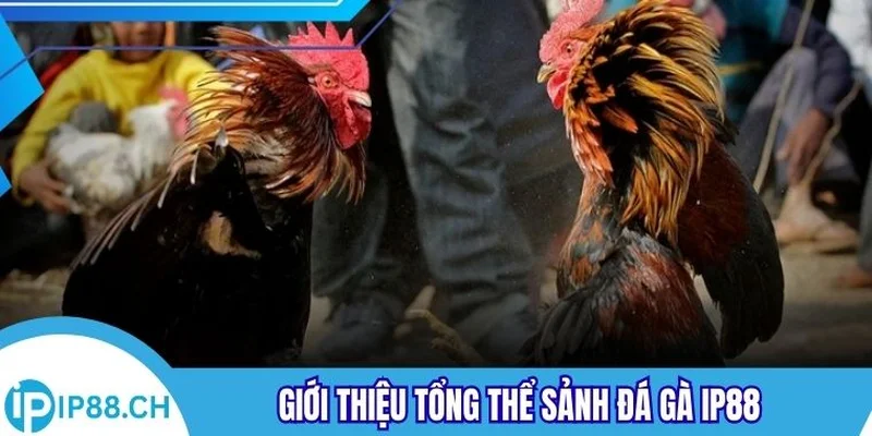 Giới thiệu tổng thể sảnh đá gà IP88