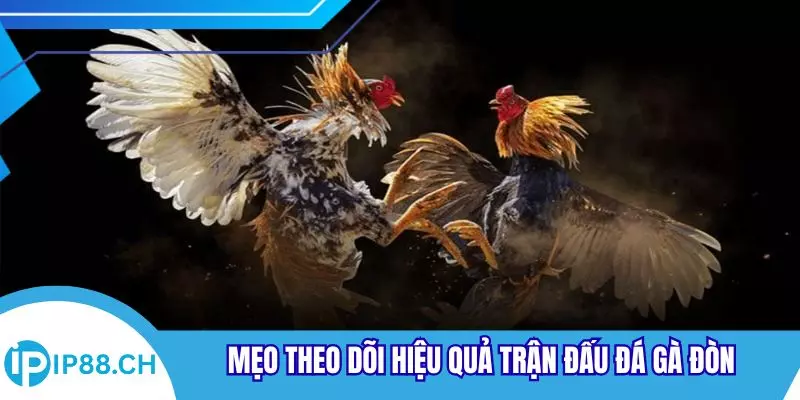 Mẹo theo dõi hiệu quả trận đấu đá gà đòn