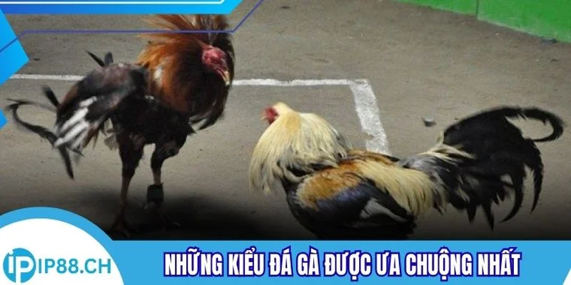 Những kiểu đá gà được ưa chuộng nhất