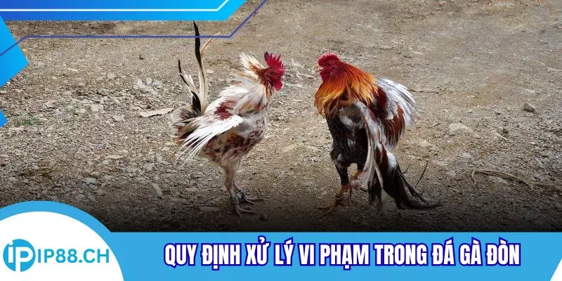 Quy định xử lý vi phạm trong đá gà đòn