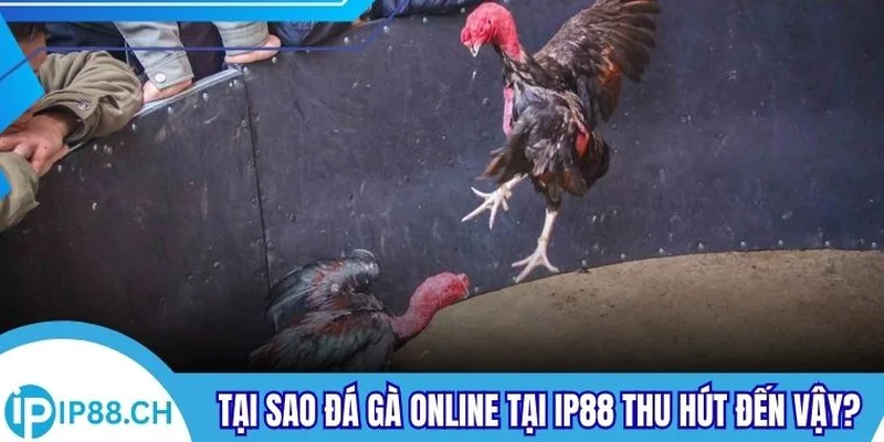 Tại sao đá gà online tại IP88 thu hút đến vậy?