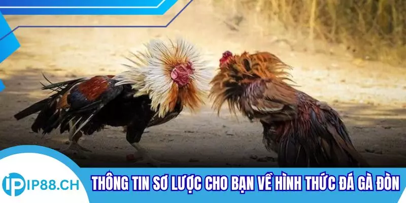 Thông tin sơ lược cho bạn về hình thức đá gà đòn