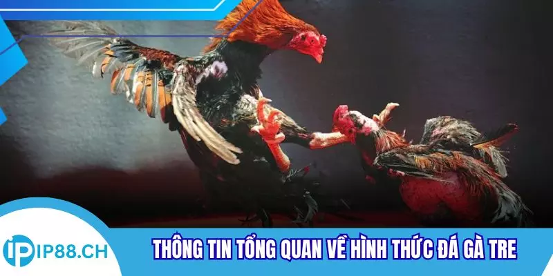Thông tin tổng quan về hình thức đá gà tre
